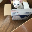 保護猫4ヶ月 白猫の男の子
