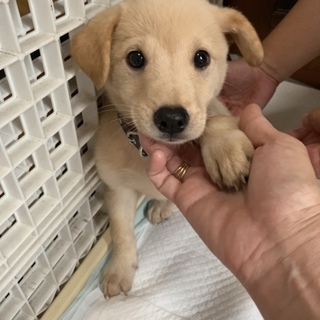里親さま決まりました☆
