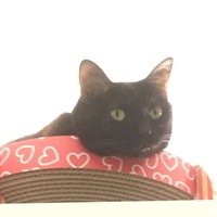 チョコ