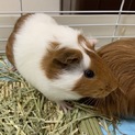モルモットの里親募集です