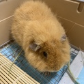 ティディモルモットの里親募集です。