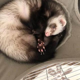 人懐っこいフェレット2匹