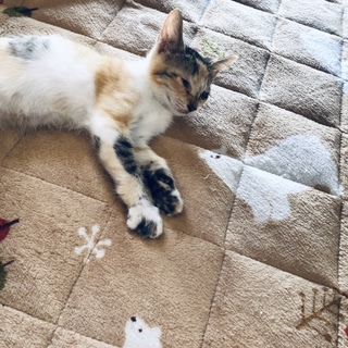 緊急。子猫を保護しました。