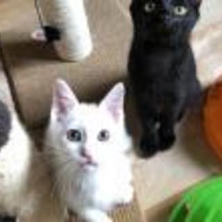 ありがとうございます