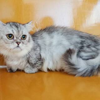 応募者多数の為 一旦募集を停止します