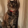 メレユリ