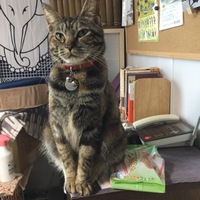 ちゃこ