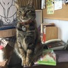 ちゃこ