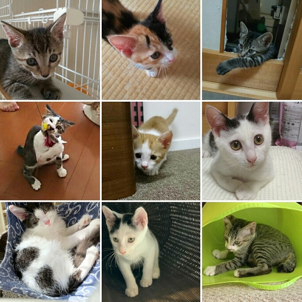 大阪府豊中市 8月25 とよなか猫のかぎしっぽのイベント 7993 ペットのおうち 月間利用者150万人