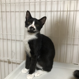 個性的なハチワレマスク猫