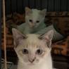 地域保護子猫3ヶ月一生涯可愛がってくださる方 サムネイル2