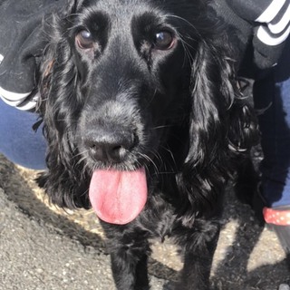 イングリッシュコッカースパニエル