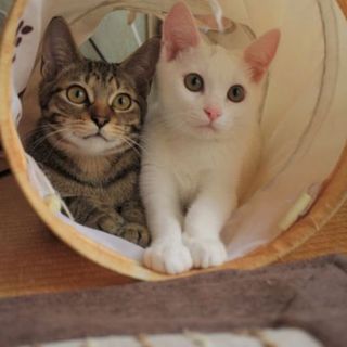 可愛い子猫里親様募集です