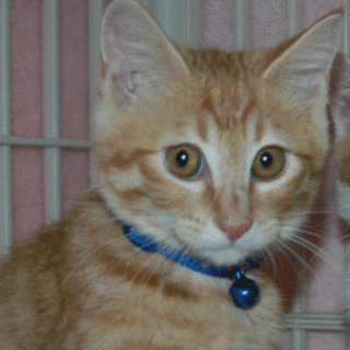 かわいい茶トラ君