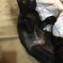 腹黒くなってきました