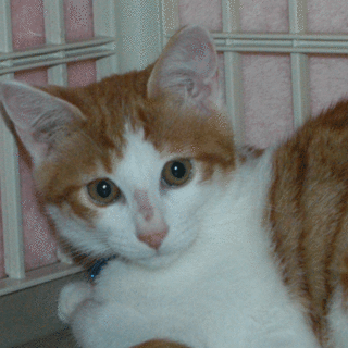 かわいい茶白君