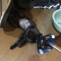 「腹黒くなってきました」サムネイル2