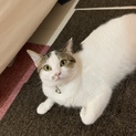 1匹で可愛がってください