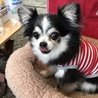 もてあや