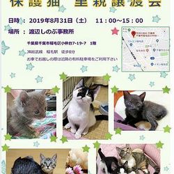 保護猫　里親譲渡会