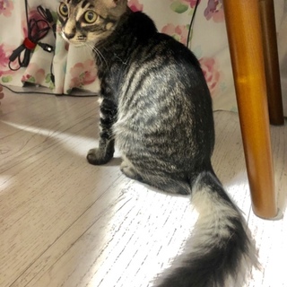 ラグドール風な表情豊かなおっとりさん☆チセ