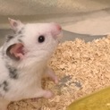 ゴールデンハムスター ダルメシアン