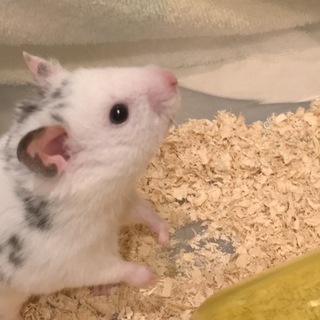 ゴールデンハムスター ダルメシアン