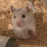 ゴールデンハムスター ダルメシアン サムネイル2