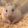 ゴールデンハムスター ダルメシアン サムネイル3