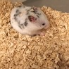 ゴールデンハムスター ダルメシアン サムネイル4