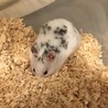 ゴールデンハムスター ダルメシアン サムネイル5