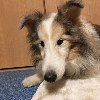 ◆シェルティ・男の子◆