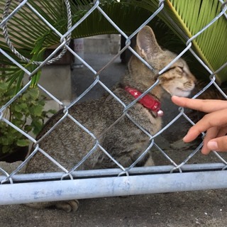 ゴミのように捨てられた命