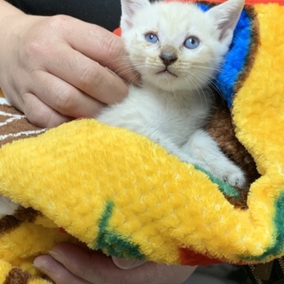 No.34 ふんわり幸せの鍵しっぽ