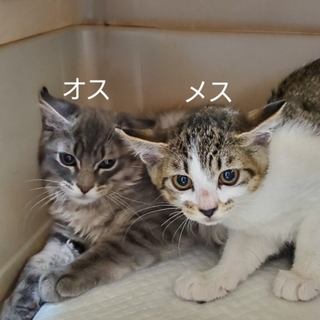 生後３ヶ月位の兄妹です可愛がってくれる人探してます