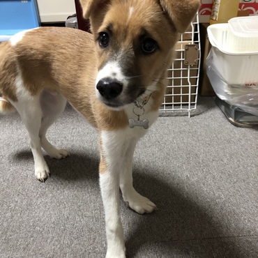 3頭目迎えました❣️