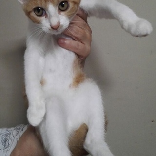茶白の男の子