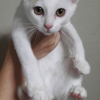 白茶の男の子