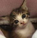 男の子みたいに元気な三毛猫ちゃん！よしこちゃん