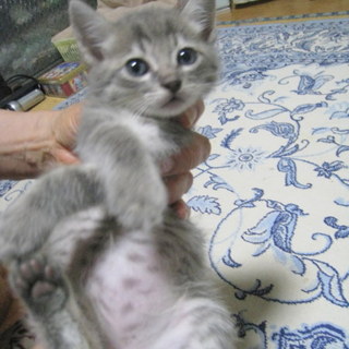 グレー縞の男の子♪　３兄妹の次男