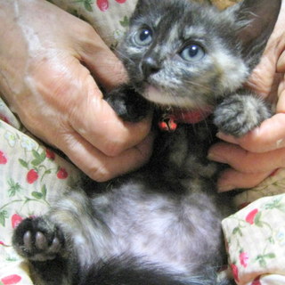 愛らしいサビ子猫ちゃん♥　３兄妹の長女