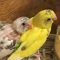 セキセイインコ 雛 