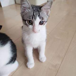 里親さん、決定しました。ありがとうございます。