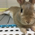 うさぎ里親募集