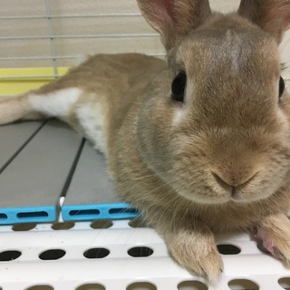 うさぎ里親募集