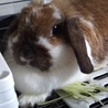 【保護うさぎ】ホーランドロップ♀ 2才以上マル サムネイル2