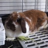 【保護うさぎ】ホーランドロップ♀ 2才以上マル サムネイル4