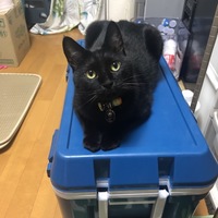 和賀井 優子
