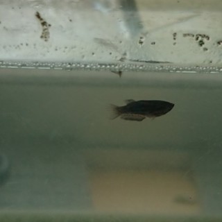 ☆ベタbaby7/24産まれ☆