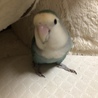 まゆゆめ さん